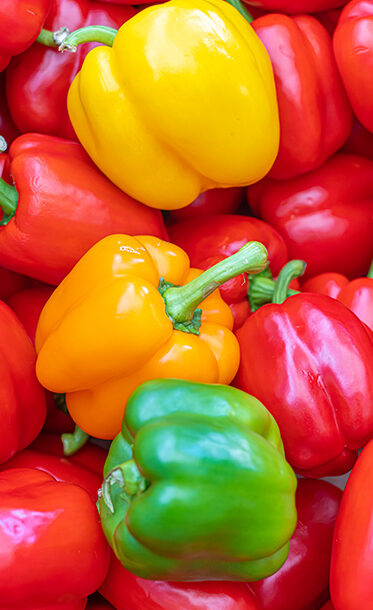 fresh-bell-peppers-greenhouse-growers-association-ghana