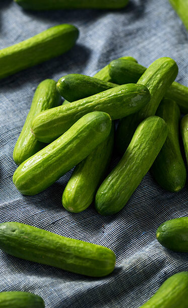 gga-greenhouse-cocumber