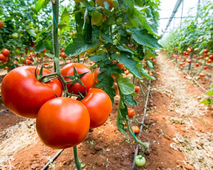 gga-tomato-trial-photo-1