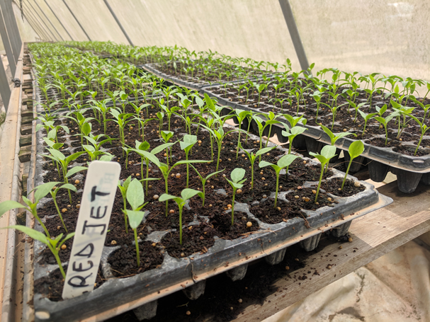 urban-jungle-farm-9